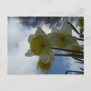 Cartão Postal De Festividades Spring Daffodils postcard