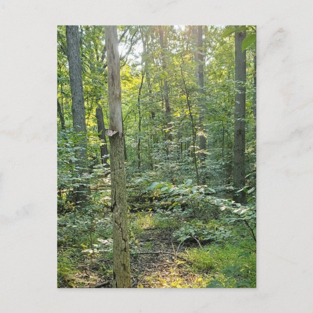 Cartão Postal De Festividades Summer Forrest Trail Photography Postcard (Frente)