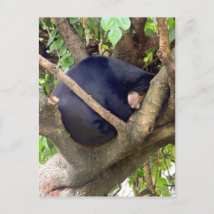 Cartão Postal De Festividades Sun Bear