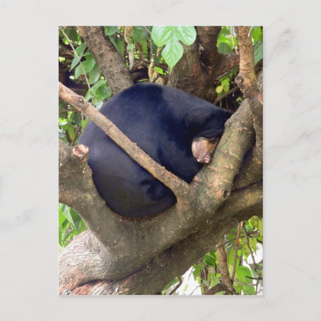 Cartão Postal De Festividades Sun Bear (Frente)