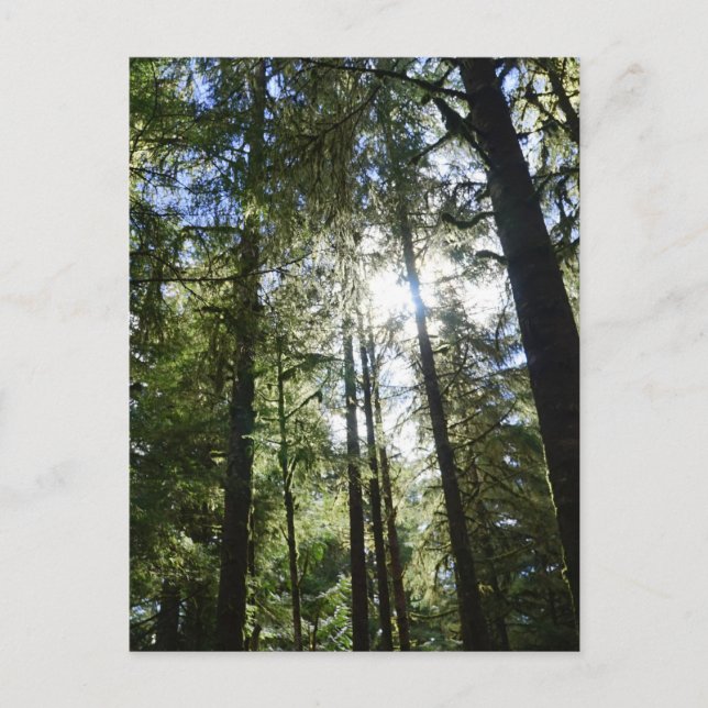 Cartão Postal De Festividades Sunlight Through Pine Trees (Frente)