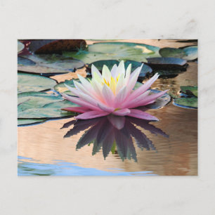 Cartão Postal De Festividades Sunrise Water Lily