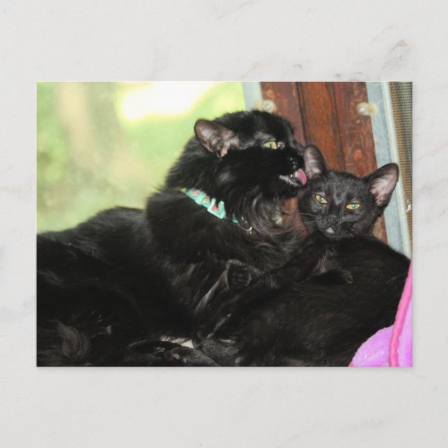 Cartão Postal De Festividades Tempo de banho (Frente)