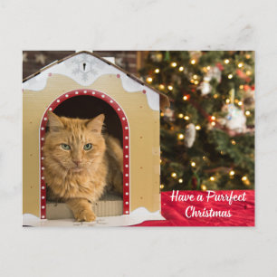 Cartão Postal De Festividades Tenham um gato bonitinho de Natal perfeito na casa