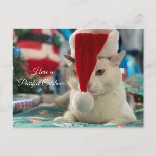 Cartão Postal De Festividades Tenham um gato de Natal puro e engraçado.
