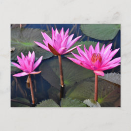 Cartão Postal De Festividades Thailand - Sukhothai lotus