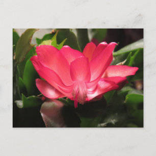 Cartão Postal De Festividades Thanksgiving Cactus Flower