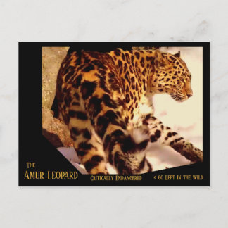Cartão Postal De Festividades The Amur Leopard is Critically Endangered -