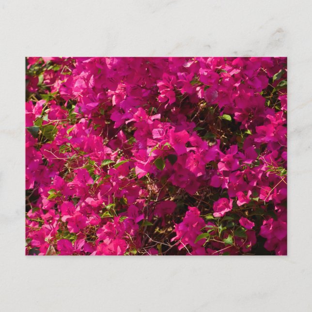 Cartão Postal De Festividades The red flowers of Luang Prabang (Frente)