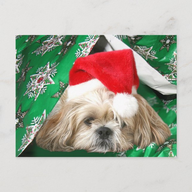 Cartão Postal De Festividades Tired Christmas Shih Tzu (Frente)