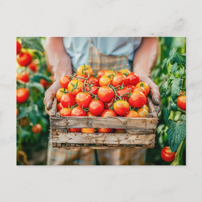 Cartão Postal De Festividades Tomates frescos nas mãos dos agricultores (Frente)