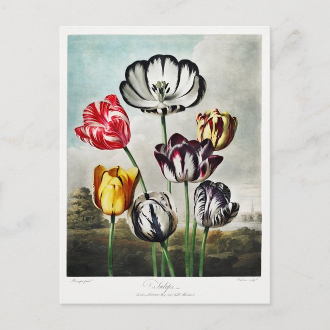 Cartão Postal De Festividades Trabalho de arte de Flores de Tulip (Frente)