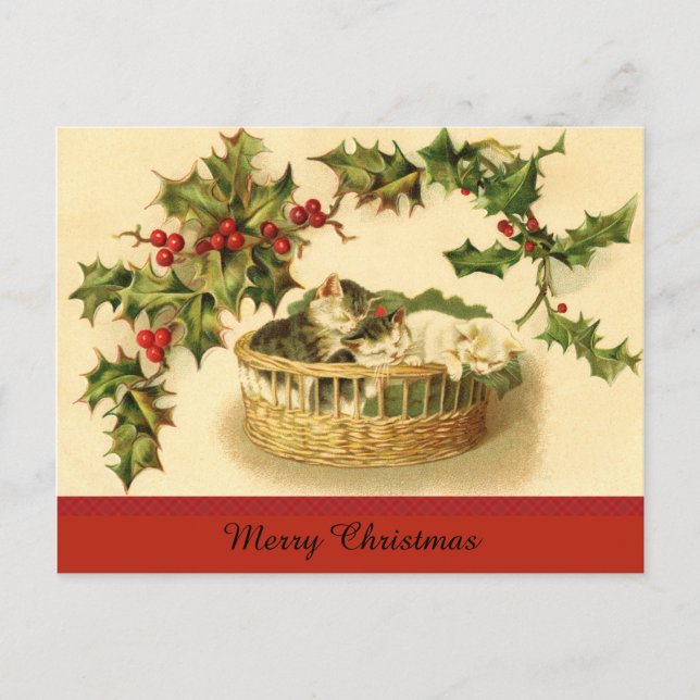 Cartão Postal De Festividades Três gatinhos em um cartão-postal (Frente)