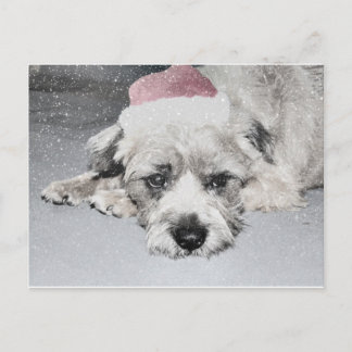 Cartão Postal De Festividades Triste cão de Natal