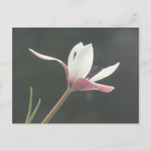 Cartão Postal De Festividades Tulipa Cor-de-rosa branca Fechar Cartão-Postal