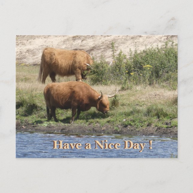 Cartão Postal De Festividades Two Brown Cows Cust. Have a Nice Day Postcard (Frente)