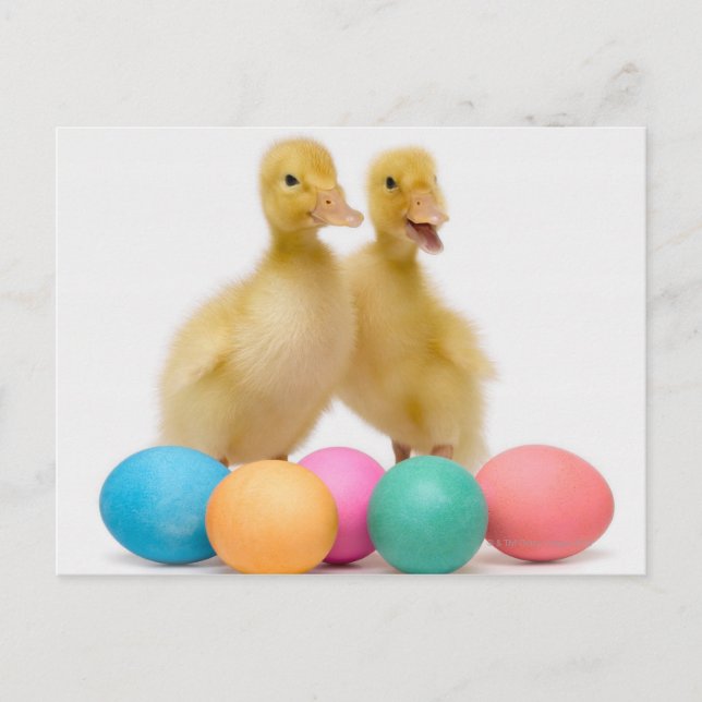 Cartão Postal De Festividades Two ducks with Easter Eggs (Frente)