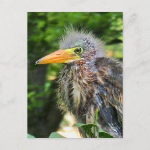 Cartão Postal De Festividades Um bebê herão verde