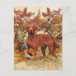 Cartão Postal De Festividades Um versátil aristocrata no Vizsla Húngaro