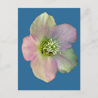 Cartão Postal De Festividades Uma flor
