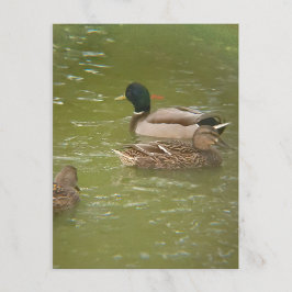 Cartão Postal De Festividades Uma jangada de patos em Pond Taylor Michigan Posta