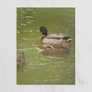 Cartão Postal De Festividades Uma jangada de patos em Pond Taylor Michigan Posta