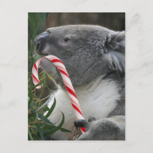 Cartão Postal De Festividades Urso Koala, na Austrália, no Natal