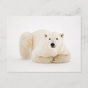 Cartão Postal De Festividades Urso Polar Descansado no Gelo da Baía de Hudson