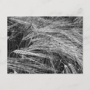 Cartão Postal De Festividades Ursos de cevada (Hordeum vulgare)