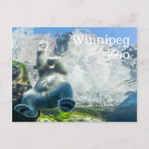 Cartão Postal De Festividades Ursos polares no jardim zoológico de Winnipeg