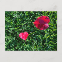Valentine da natureza: folha vermelha em forma de