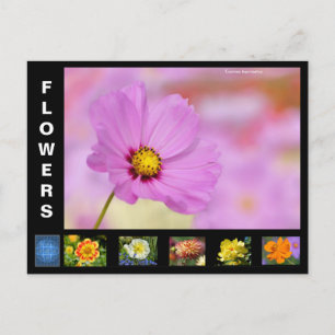 Cartão Postal De Festividades Várias flores