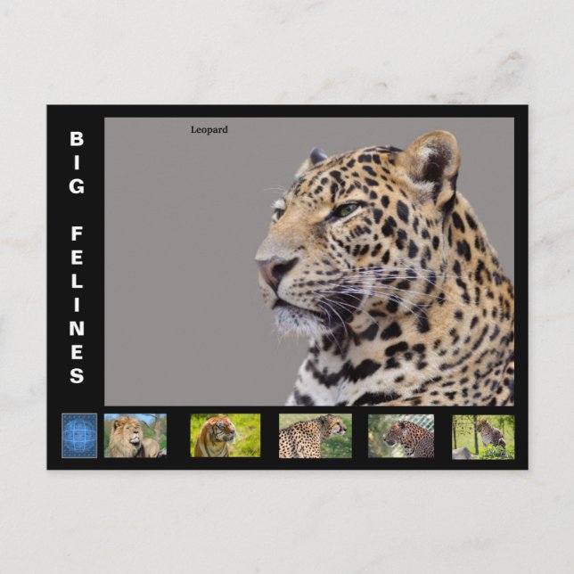 Cartão Postal De Festividades Vários gatos grandes (Frente)