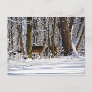 Cartão Postal De Festividades Veado no Parque Municipal de Snowy Eagle Creek