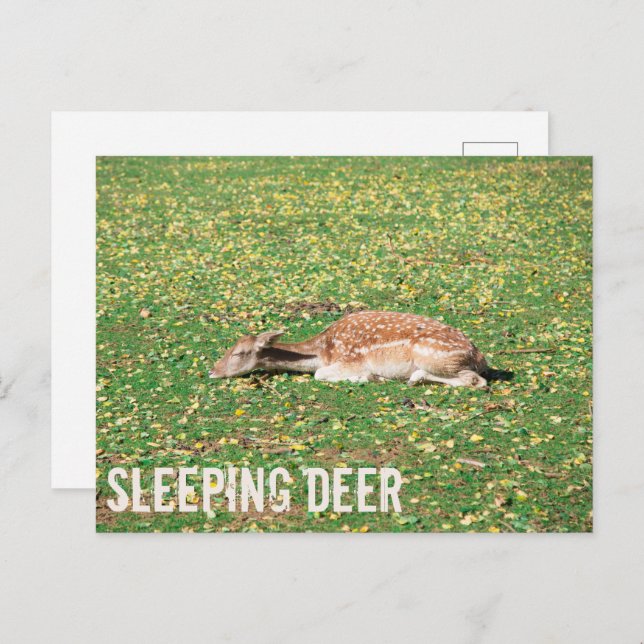 Cartão Postal De Festividades Vedante em hibernação no outono no prado (Frente/Verso)