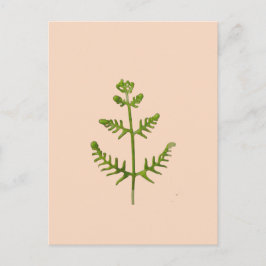 Cartão Postal De Festividades verde primavera
