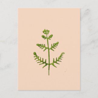 Cartão Postal De Festividades verde primavera