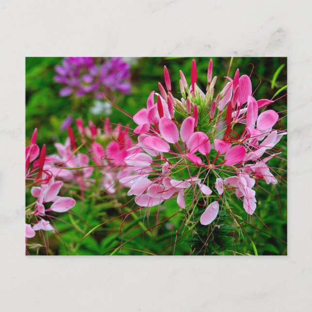 Cartão Postal De Festividades Vietnam - flower on Ha Giang plateau (Frente)