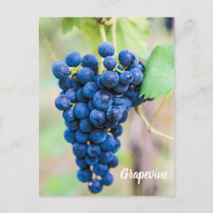 Cartão Postal De Festividades Vinha de uva para vinho e para vinho