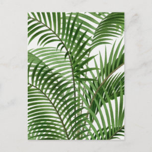 Cartão Postal De Festividades Vintage Retro Watercolor Palm Tree Folm