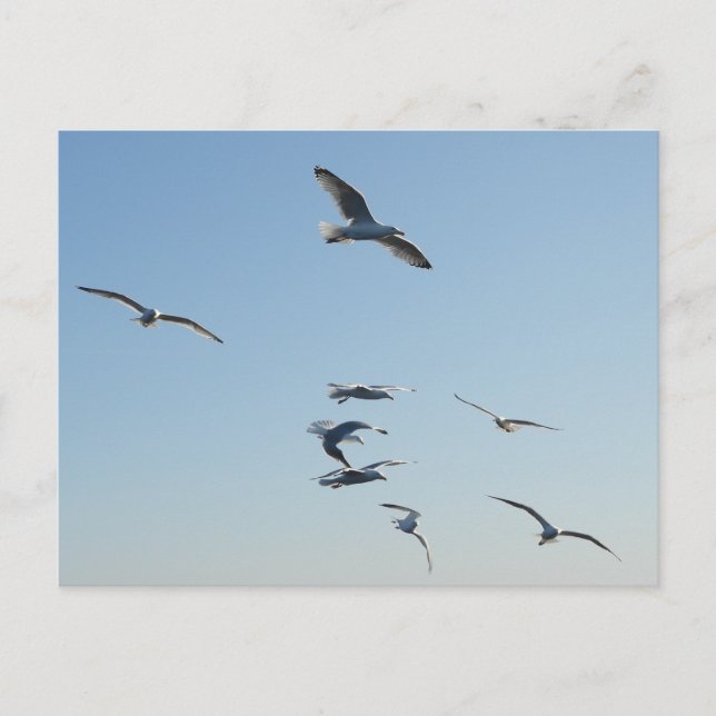 Cartão Postal De Festividades Voo de Seagull (Frente)
