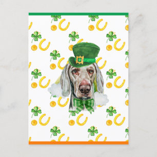 Cartão Postal De Festividades Weimaraner Shamrock Dia de São Patrício