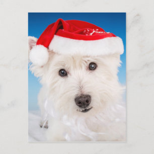 Cartão Postal De Festividades Westie com Santa Chapéu e Barba