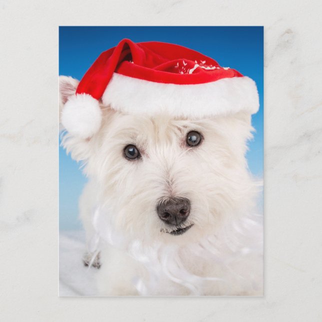 Cartão Postal De Festividades Westie com Santa Chapéu e Barba (Frente)