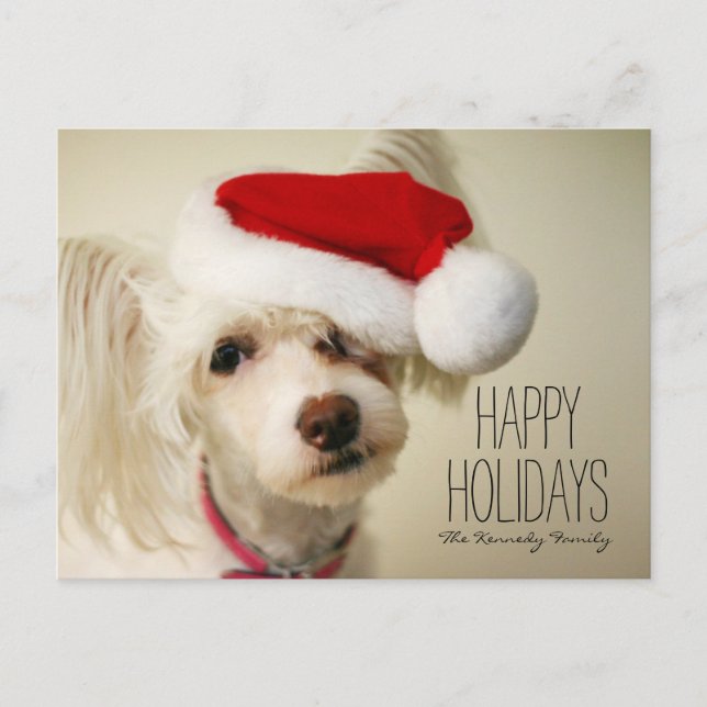 Cartão Postal De Festividades White chinese crested powderpuff dog (Frente)