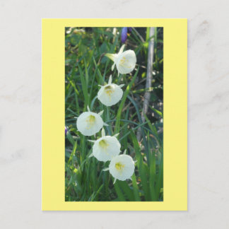 Cartão Postal De Festividades White Daffodils Arctic Bells DIY Postcard