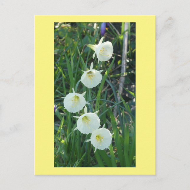 Cartão Postal De Festividades White Daffodils Arctic Bells DIY Postcard (Frente)