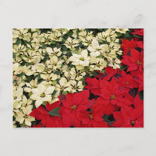 Cartão Postal De Festividades White e Red Poinsettias I Feriado Floral (Frente)
