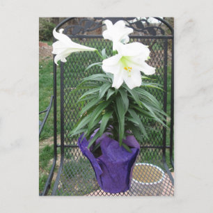 Cartão Postal De Festividades White Easter Lily Postcard