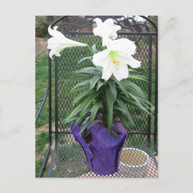 Cartão Postal De Festividades White Easter Lily Postcard (Frente)